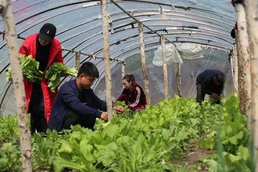 驻村干部忙着采摘市民订购的蔬菜