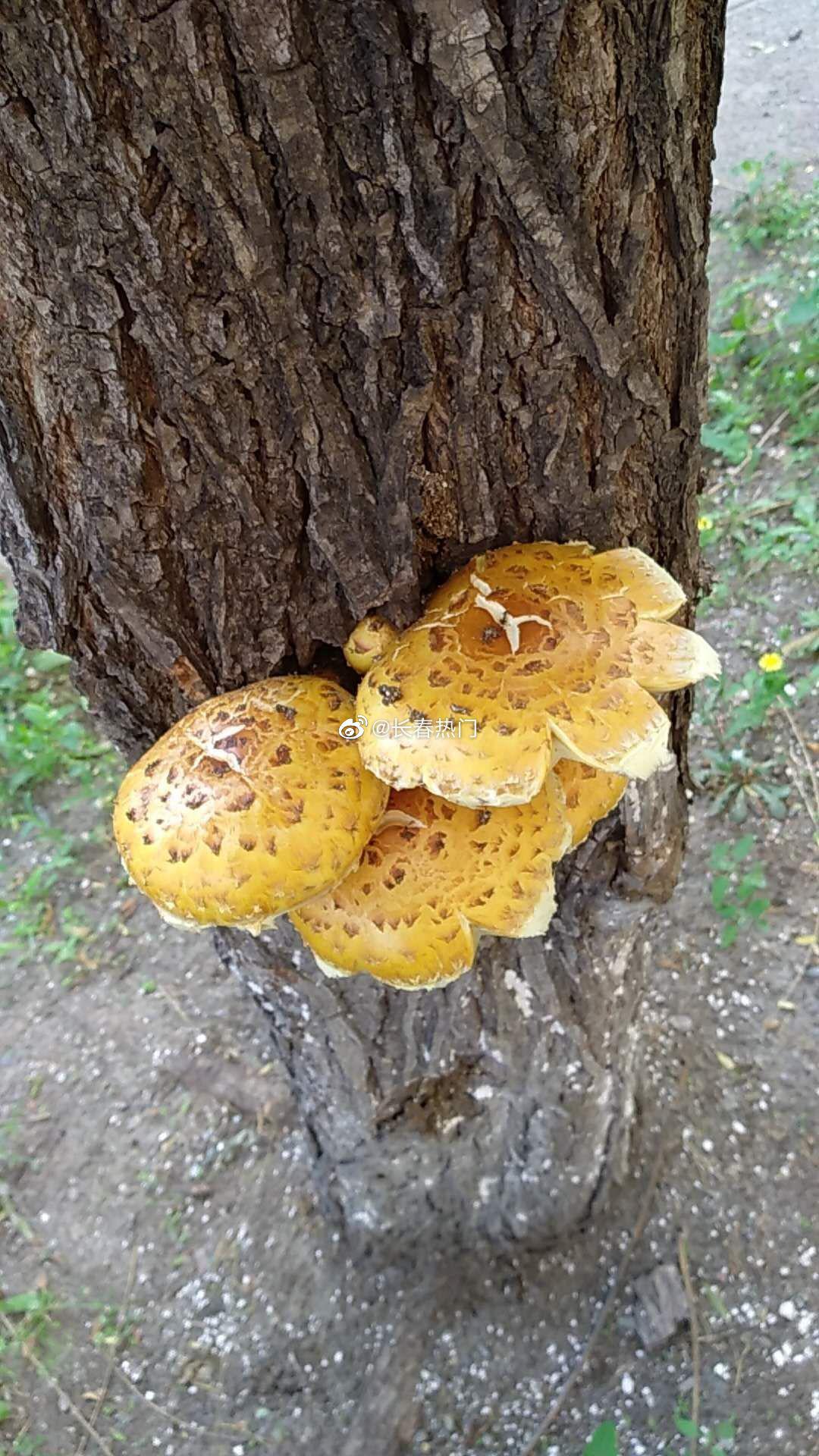 网友求助柳树上的黄蘑菇能不能吃