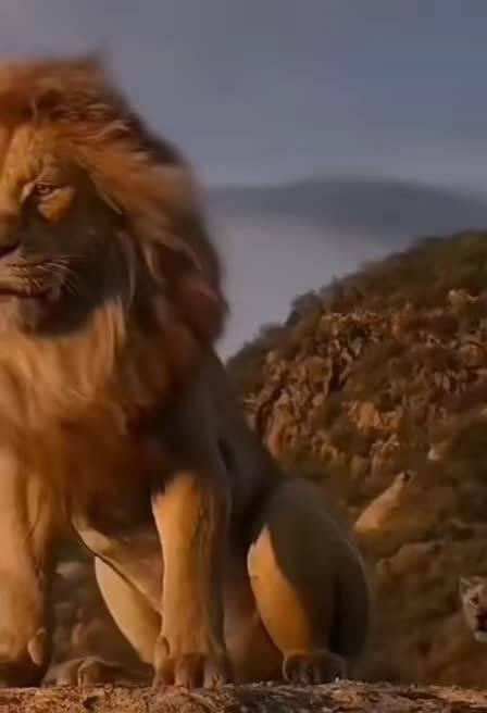 狮子🦁️王者归来