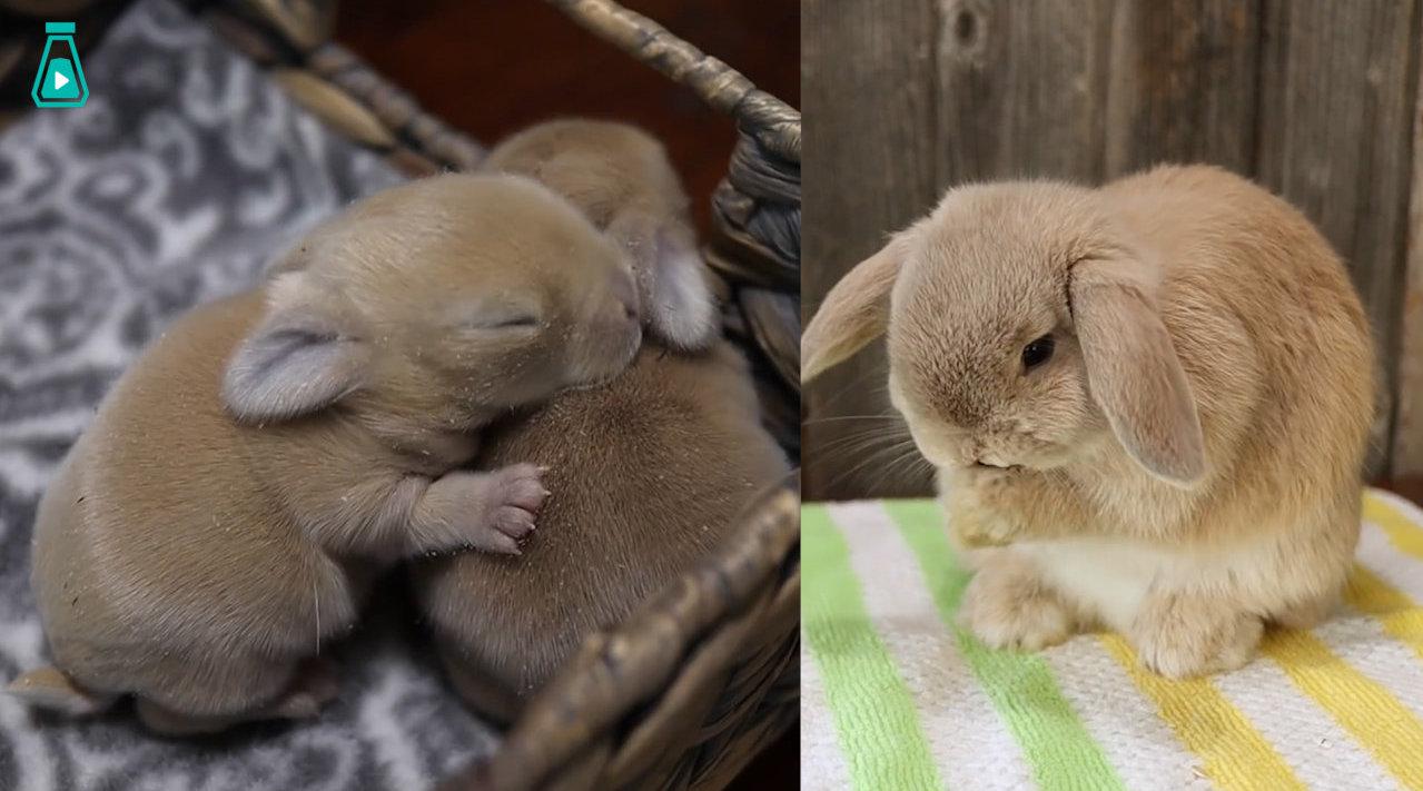 小兔兔成长记录,从小到大都毛绒绒一团,太可爱啦!