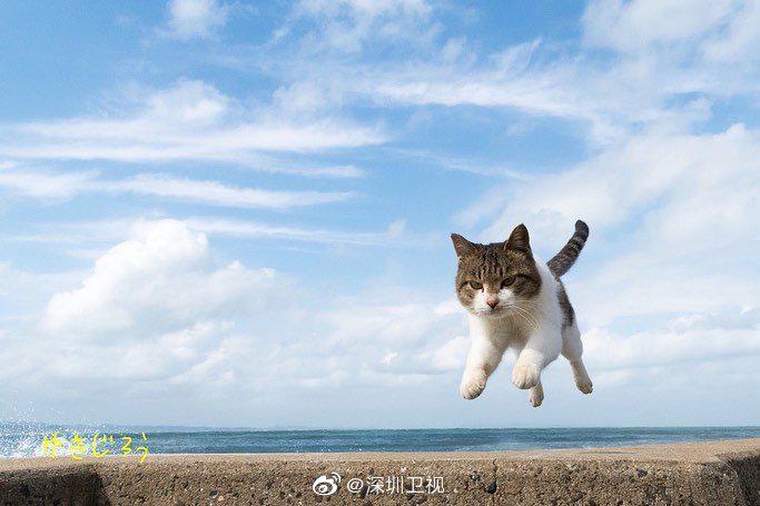 飞起来的小猫咪们! 太可爱了! 一切都会好起来的!