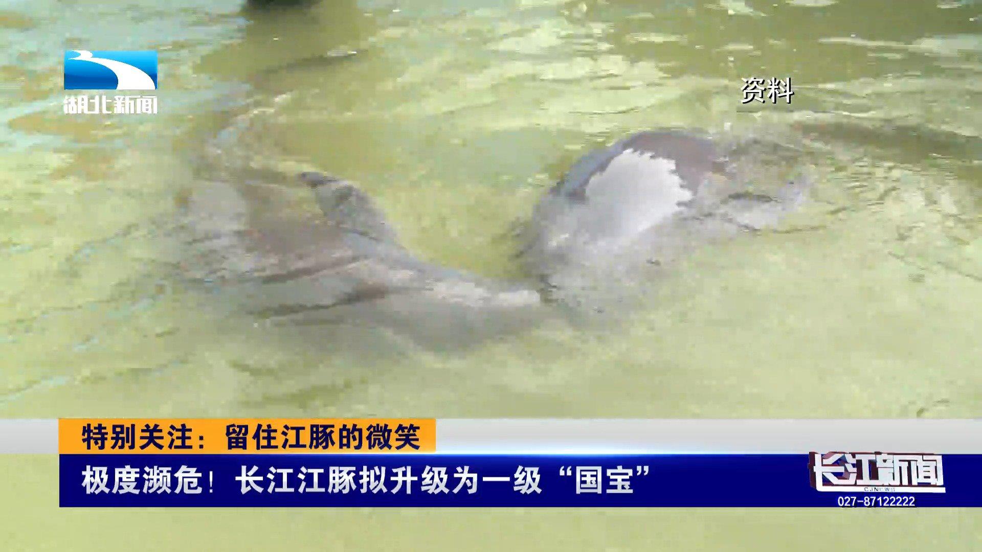 长江江豚拟升级为国家一级保护动物