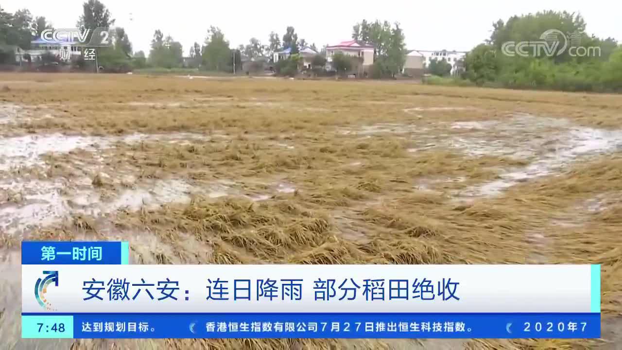 安徽六安：连日降雨 部分稻田绝收