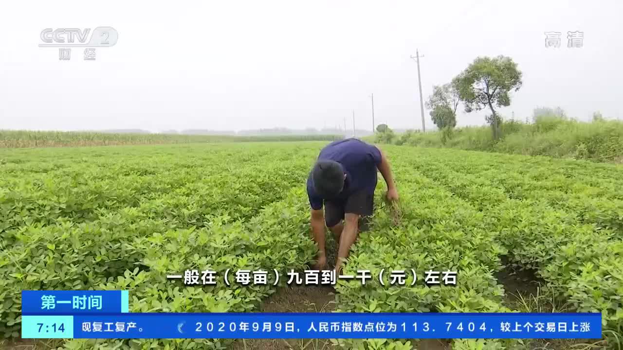 [第一时间]安徽蚌埠：花生价格微涨 种植户每亩地能挣八百元