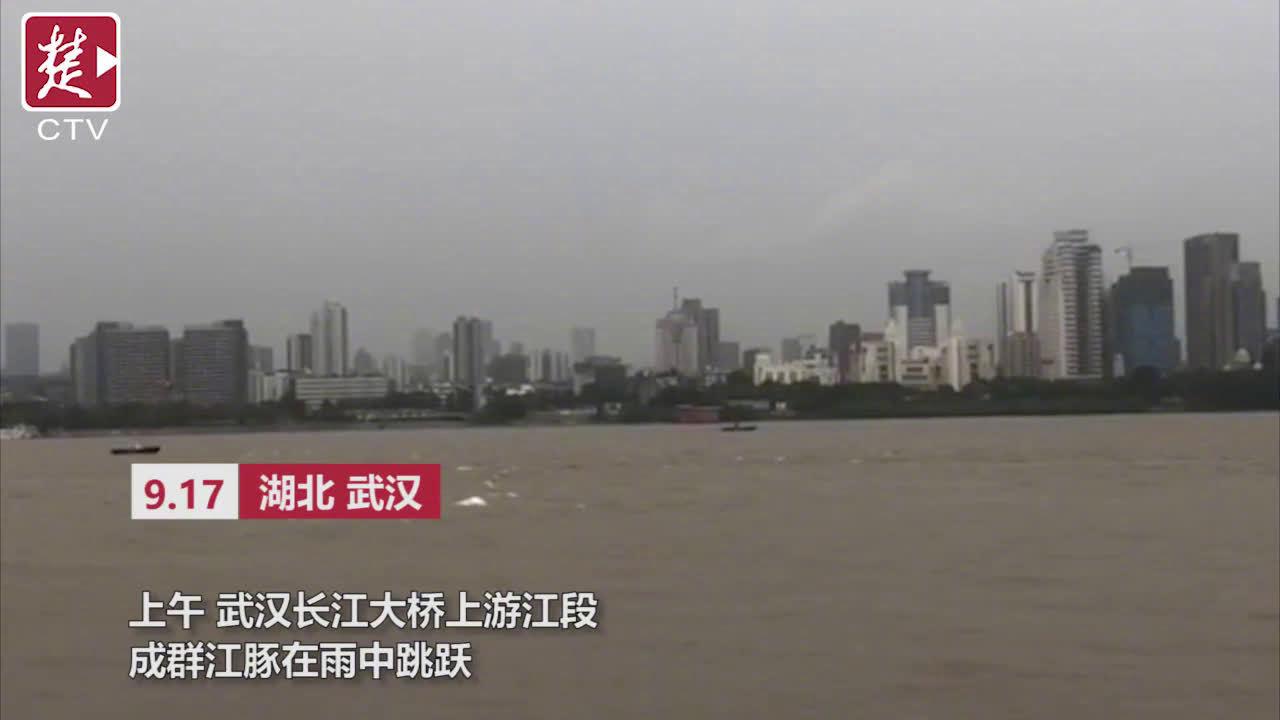 武汉|武汉酝酿江豚重返计划 将对全市江段全面科考