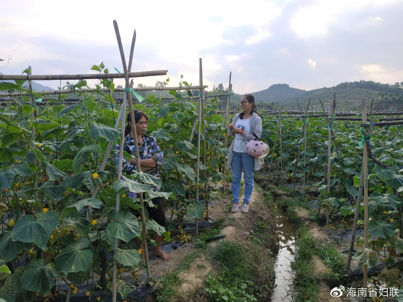 到田间了解农户种植过程遇到的问题