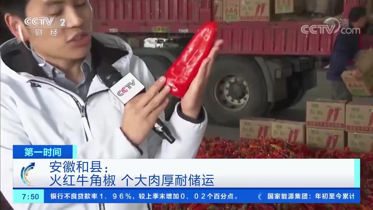 安徽和县：辣椒丰收销售忙 设施农业效益高