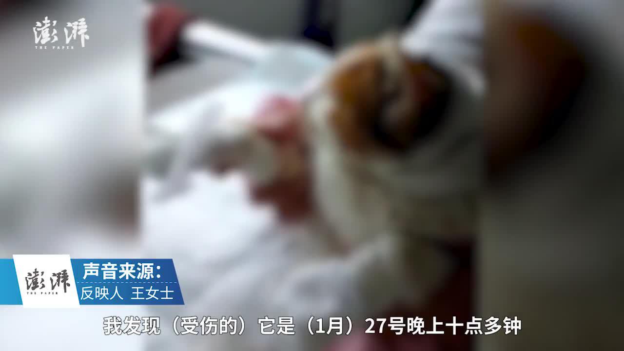襄阳又有小猫遭挖眼剥皮施虐者疑懂医术，警方已介入