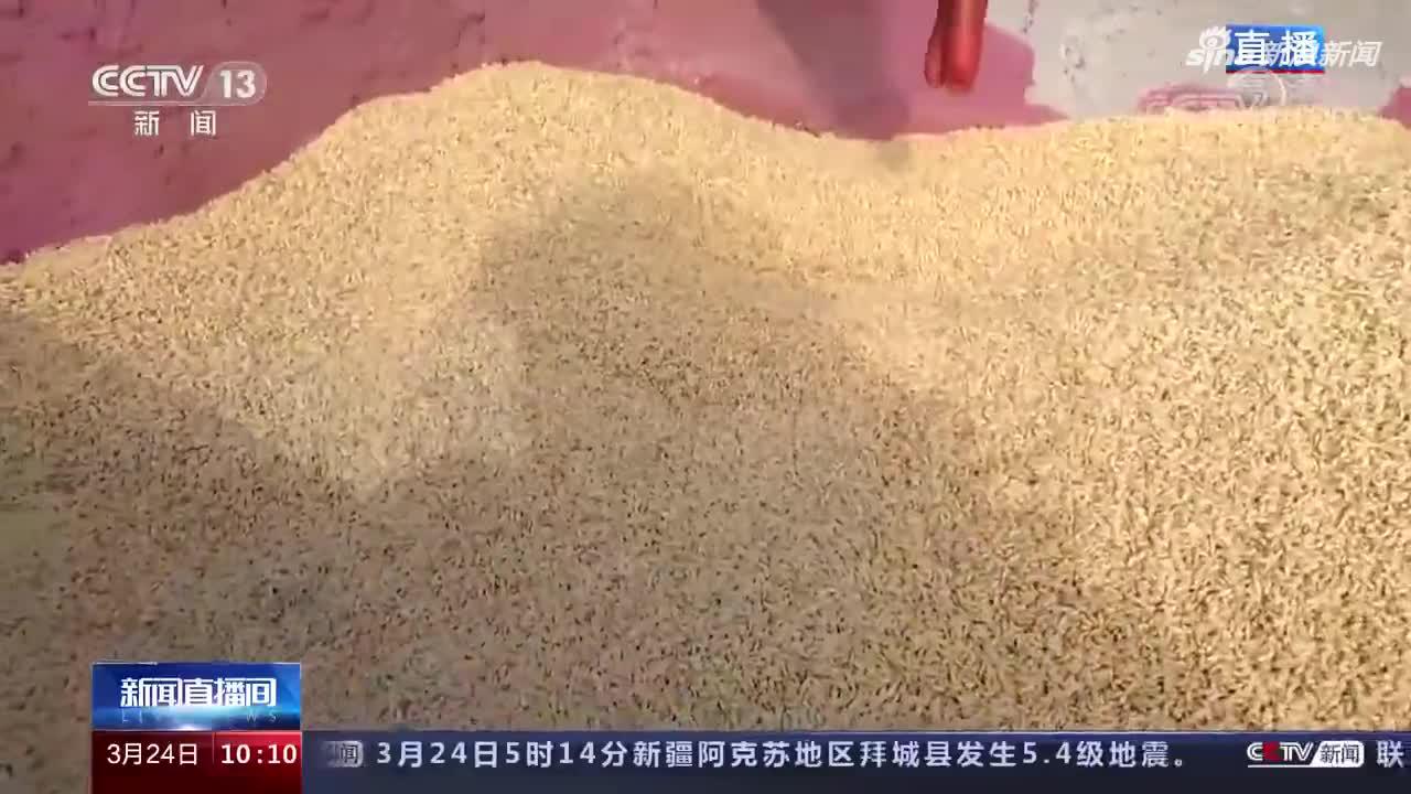 黑龙江庆安 水稻浸种催芽备春耕 天气转暖 冰雪正在消融