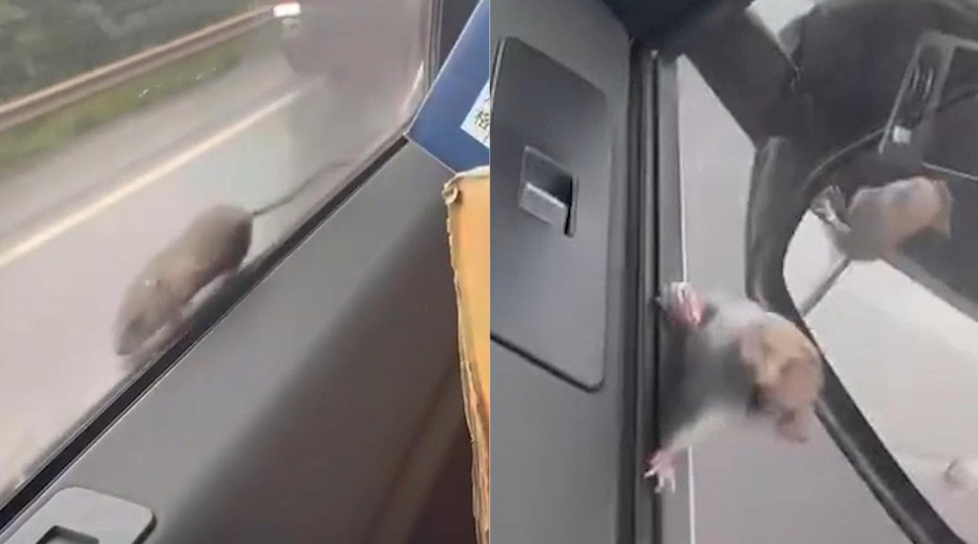 轿车行驶窗外现蹭车老鼠