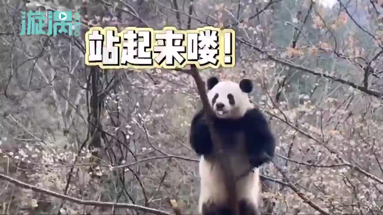 秦嶺大熊貓上樹折櫻桃花 憨態可掬引網友圍觀