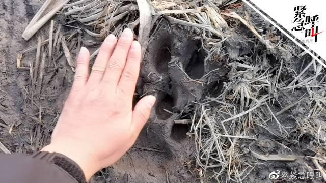 东北虎进村首位发现者发声