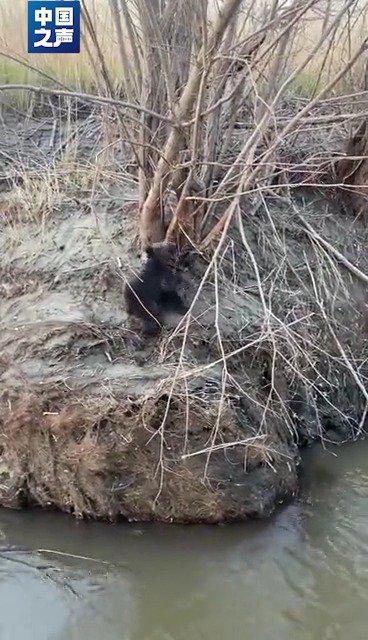 佳木斯发现幼年黑熊