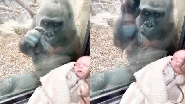 猩猩看到人类宝宝神情秒变