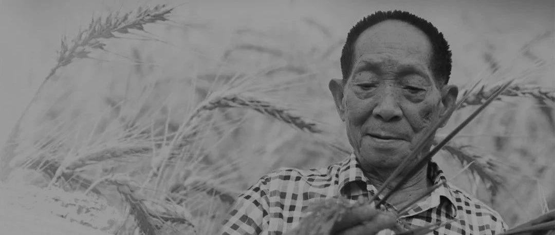 沉重悼念！“杂交水稻之父”袁隆平逝世，那个“让天下人都吃饱饭”的人走了
