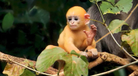 邂逅猴界绅士菲氏叶猴
