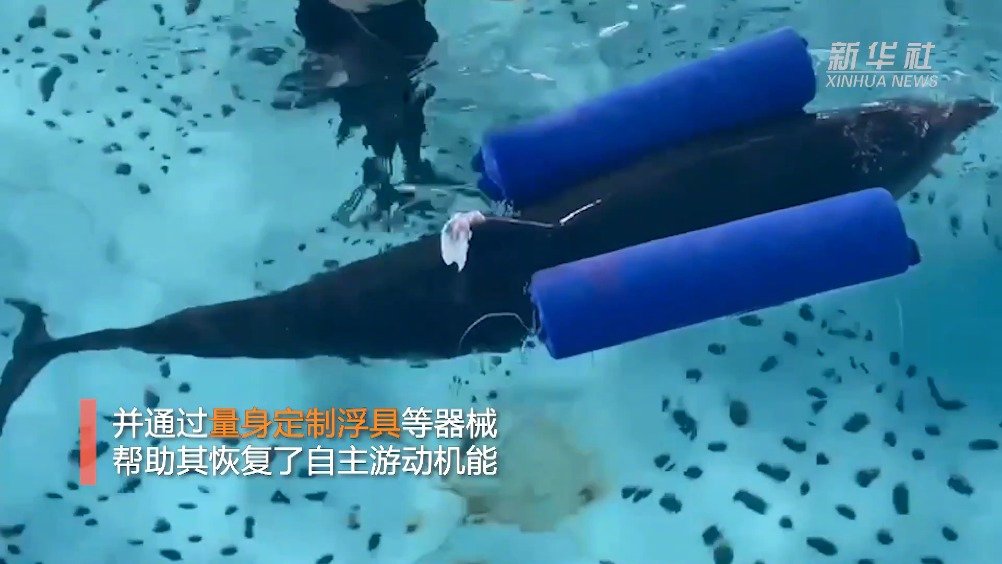 救治搁浅海豚