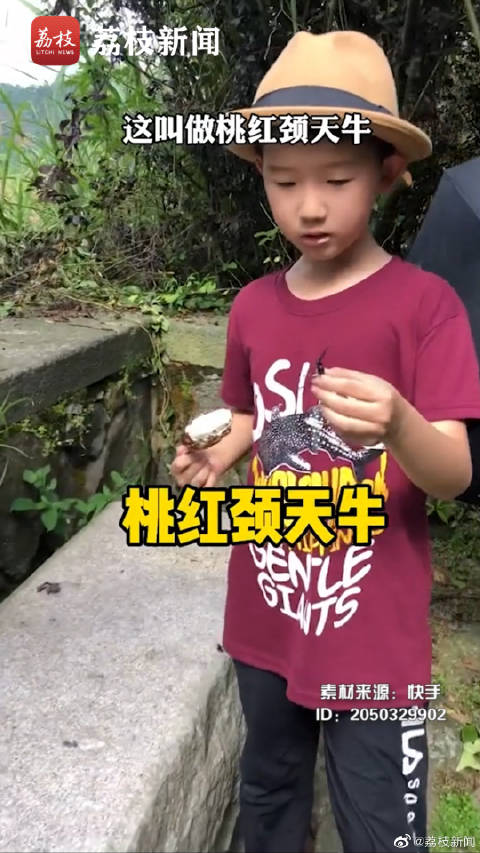 男孩成行走的昆虫百科全书