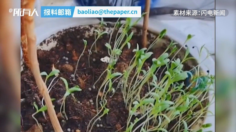 他提前一年种玫瑰当婚礼捧花