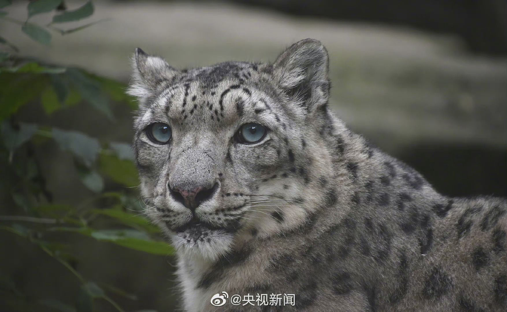 豹是国家几级保护动物 0840-43b97f57ee8dae97a039f401b08dfaf4.jpg