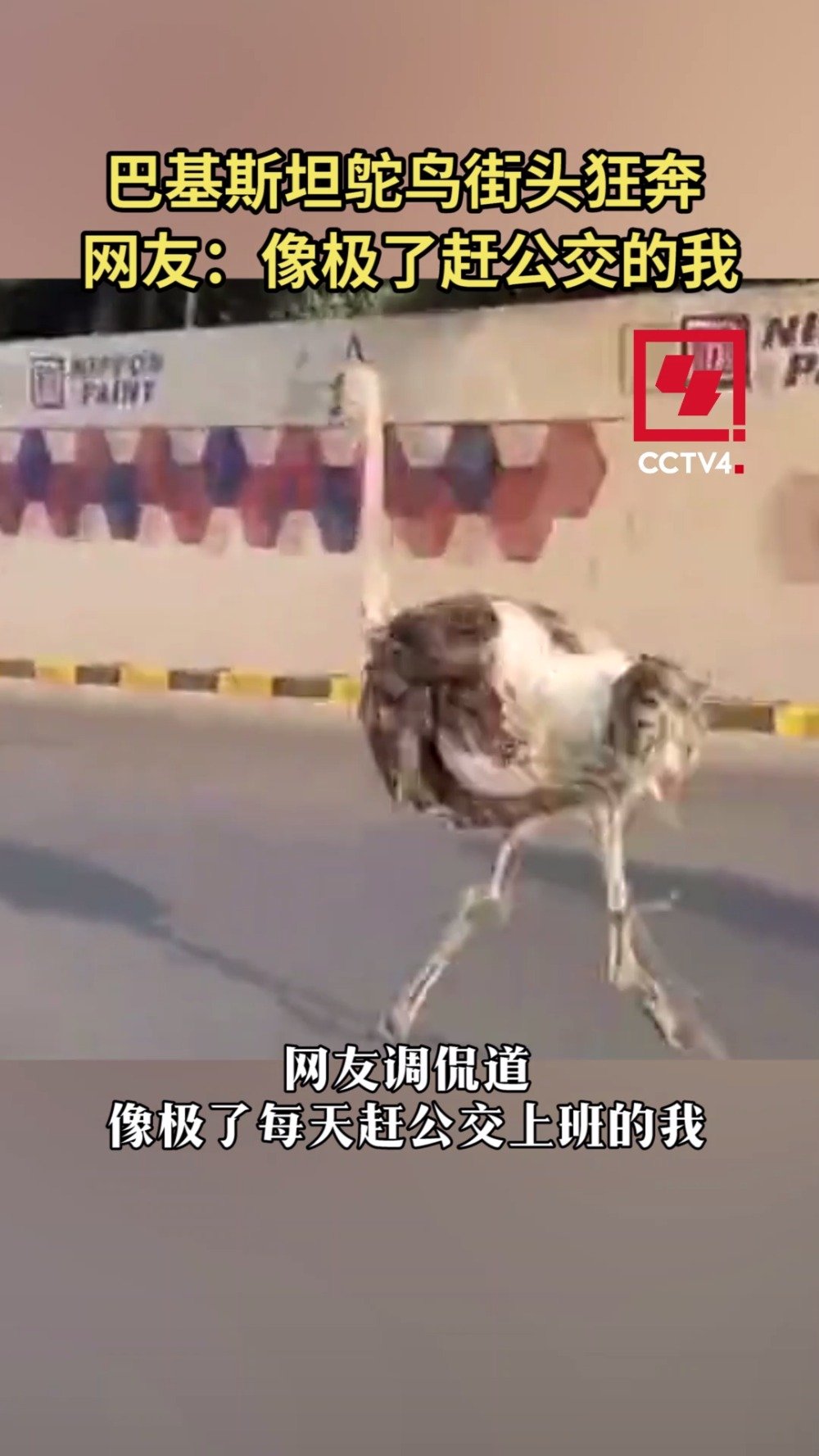 鸵鸟在街头狂奔