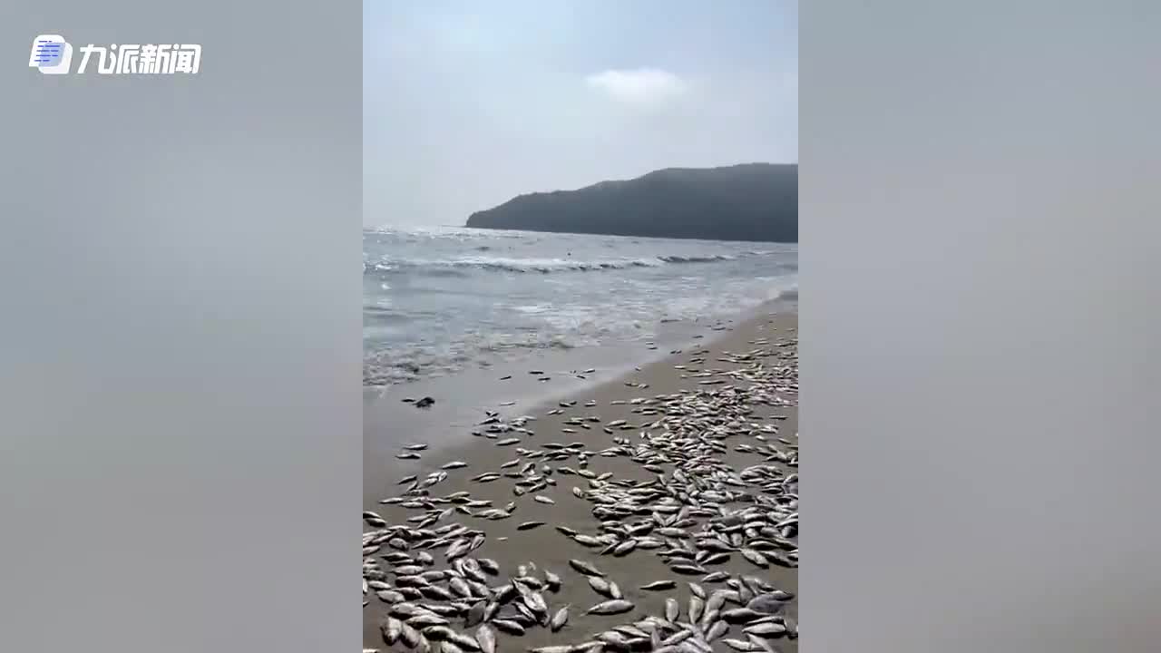 网曝广东一沙滩出现大量死鱼,铺满整个岸边,目击者:这种鱼不值钱