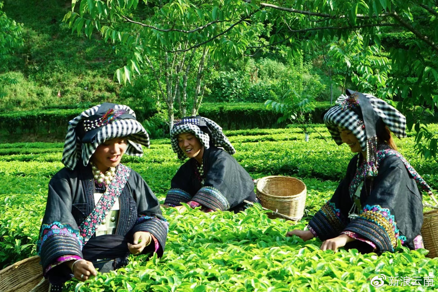安石村村民采茶(供图)