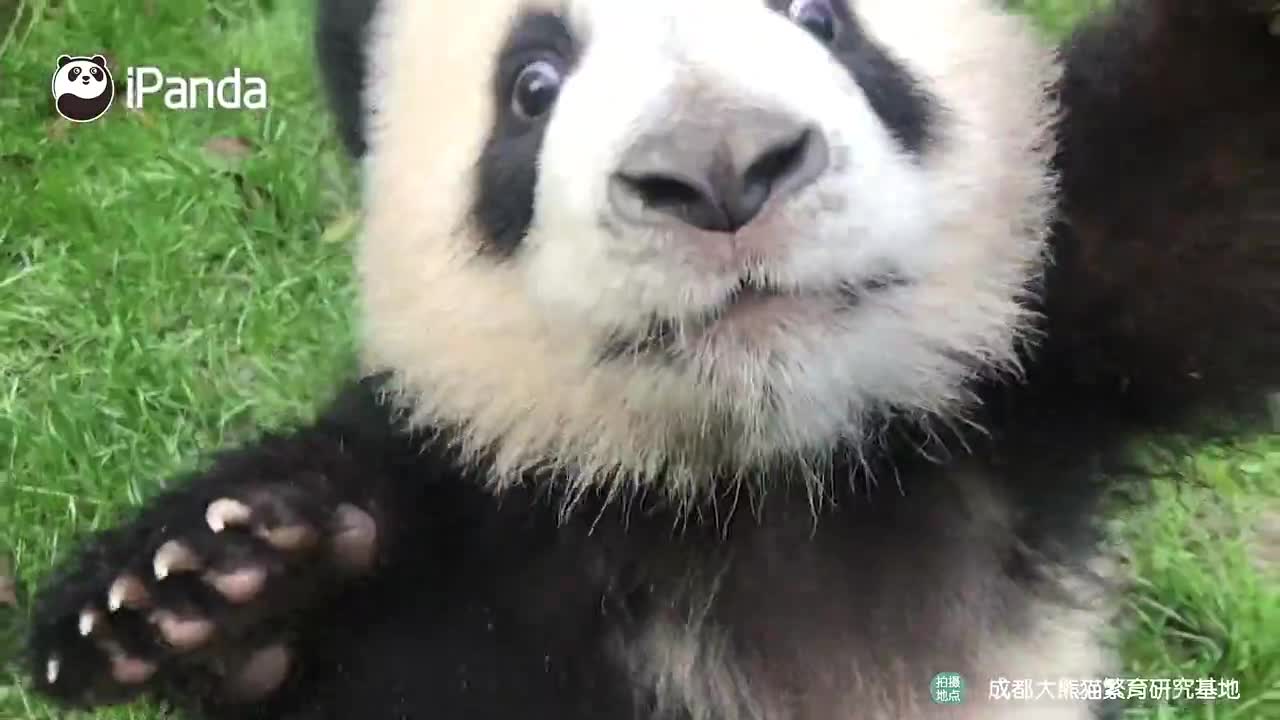 第一视角感受熊猫宝宝求抱抱_新浪财经_新浪网