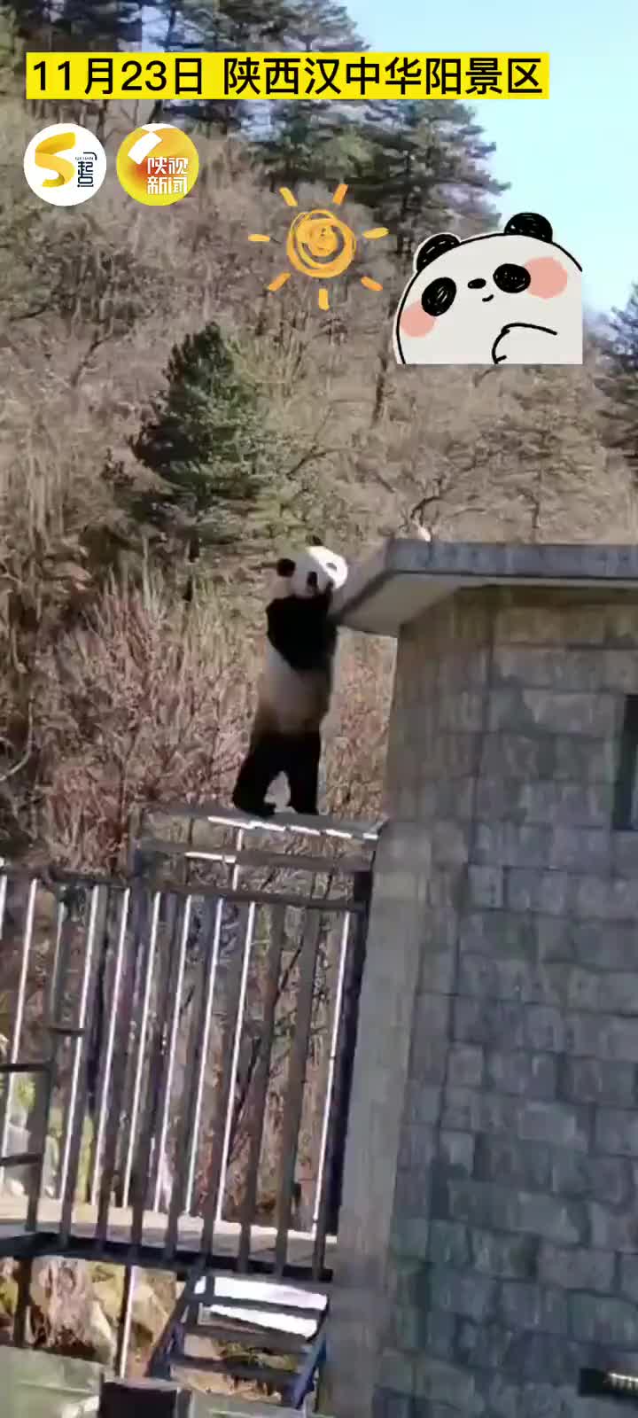 萌坏了！大熊猫学人趴墙头jiojio无处安放
