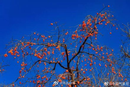 柿柿如意柿柿红 0986-a8358e0c5c6a7e649e0090e50f9b8180.jpg