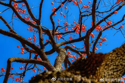 柿柿如意柿柿红 1c52-3285f6c69c80682d158b532c836fa92b.jpg