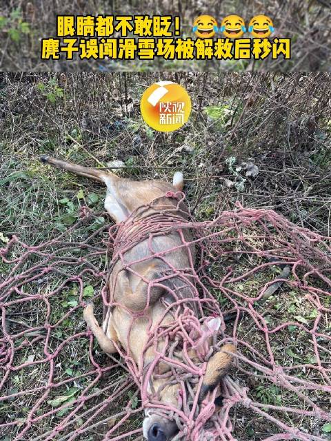 麂子被解救后秒闪