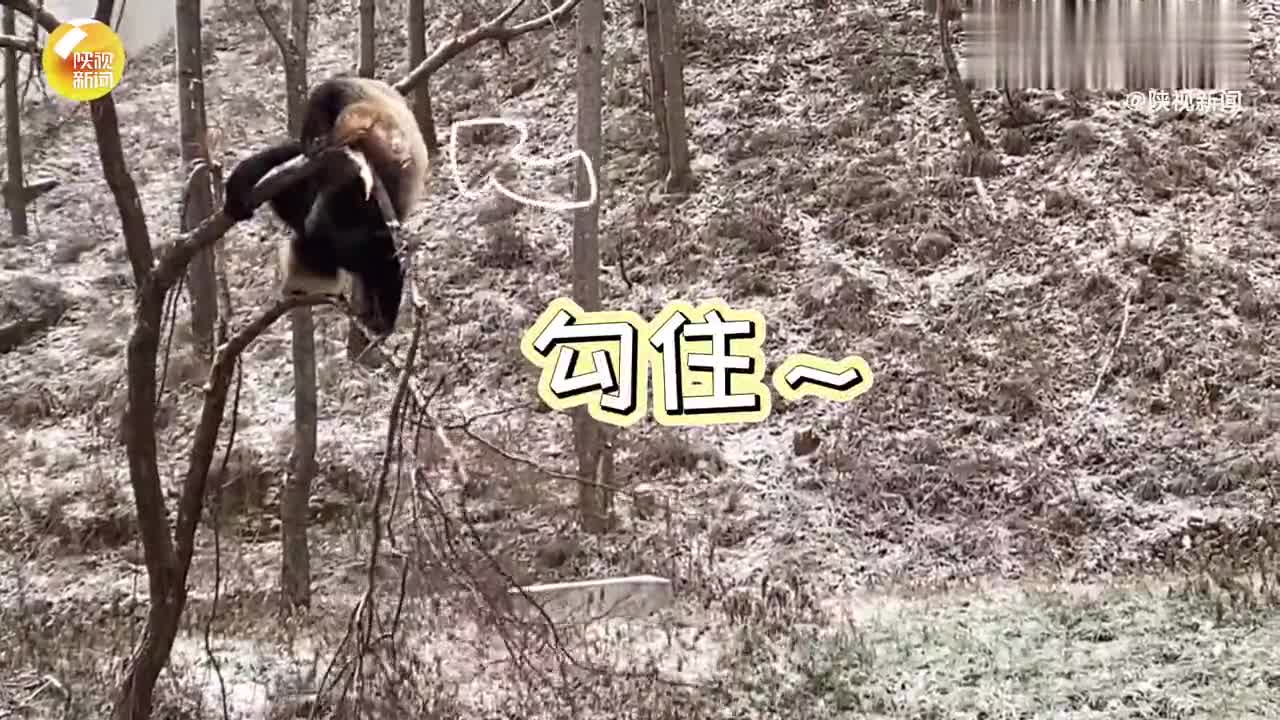 冬日雪后大熊猫树上练瑜伽现场翻车 网友：对自己的体重没一点数