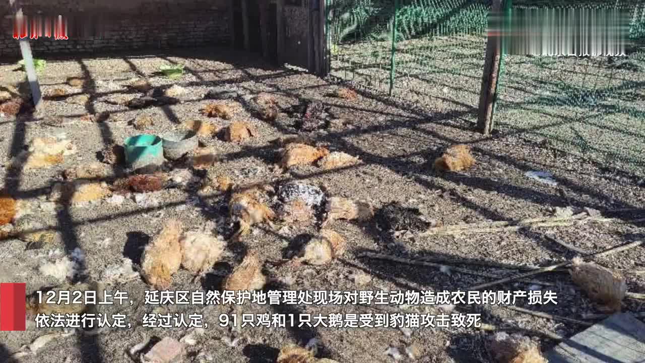 居民家91只鸡一夜死亡,"凶手"是它