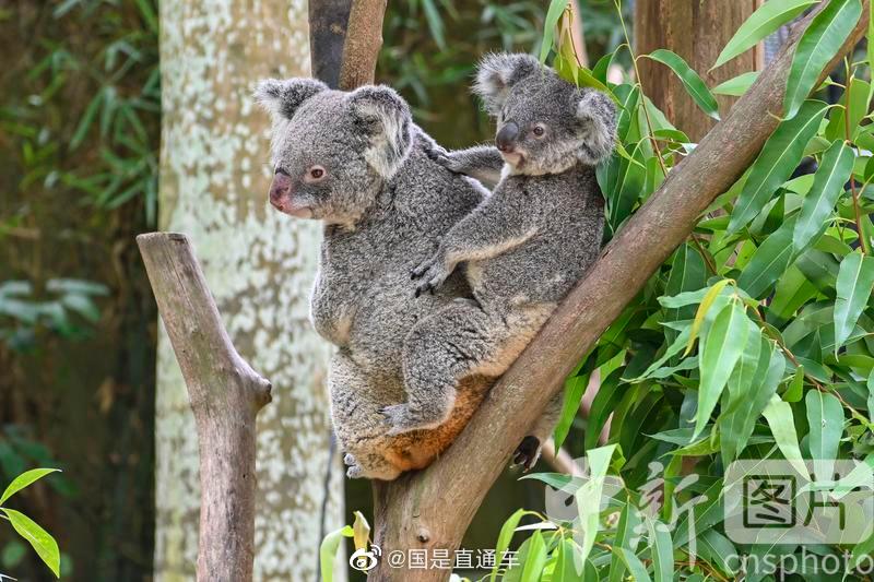 考拉在中国哪里有 d2b6-6627d23deb0a5755240de0569e794f19.jpg