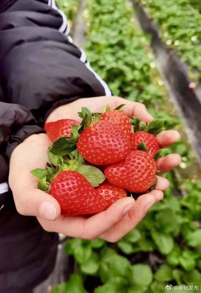 草莓短视频剪辑,草莓短视频剪辑教程