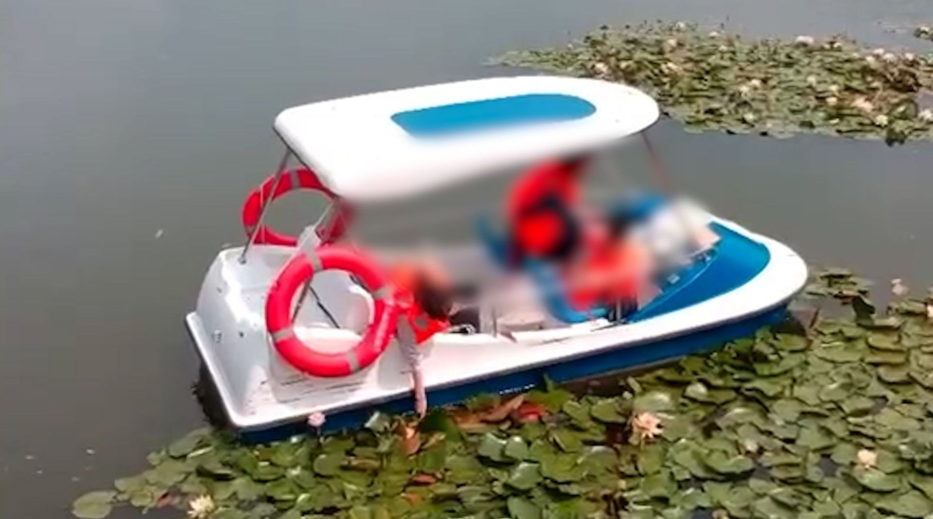 游客驾驶观光船给娃摘花