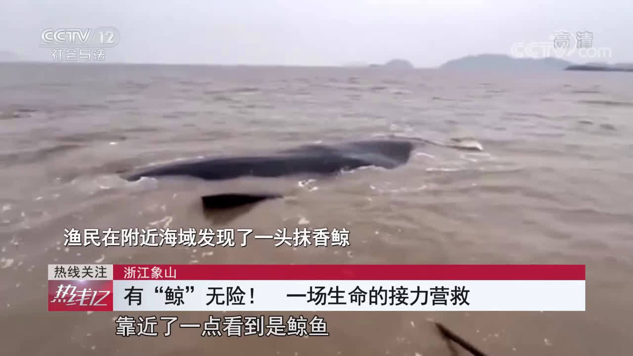 拯救浙江搁浅抹香鲸的20小时