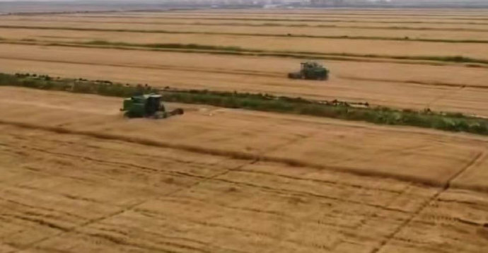 平均亩产700斤总产量超2.4万吨 慈溪小麦喜迎丰收
