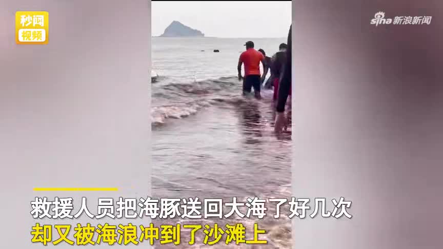 深圳一海豚搁浅受伤