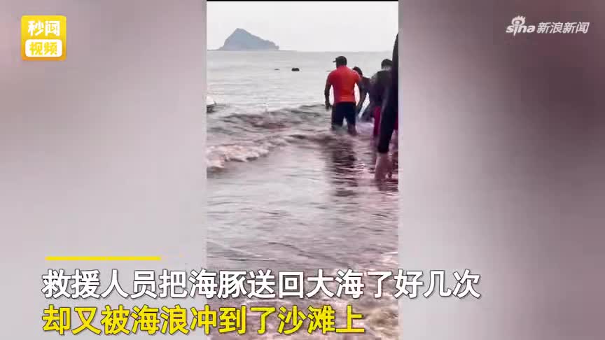 海豚搁浅受伤 三次送回未成功