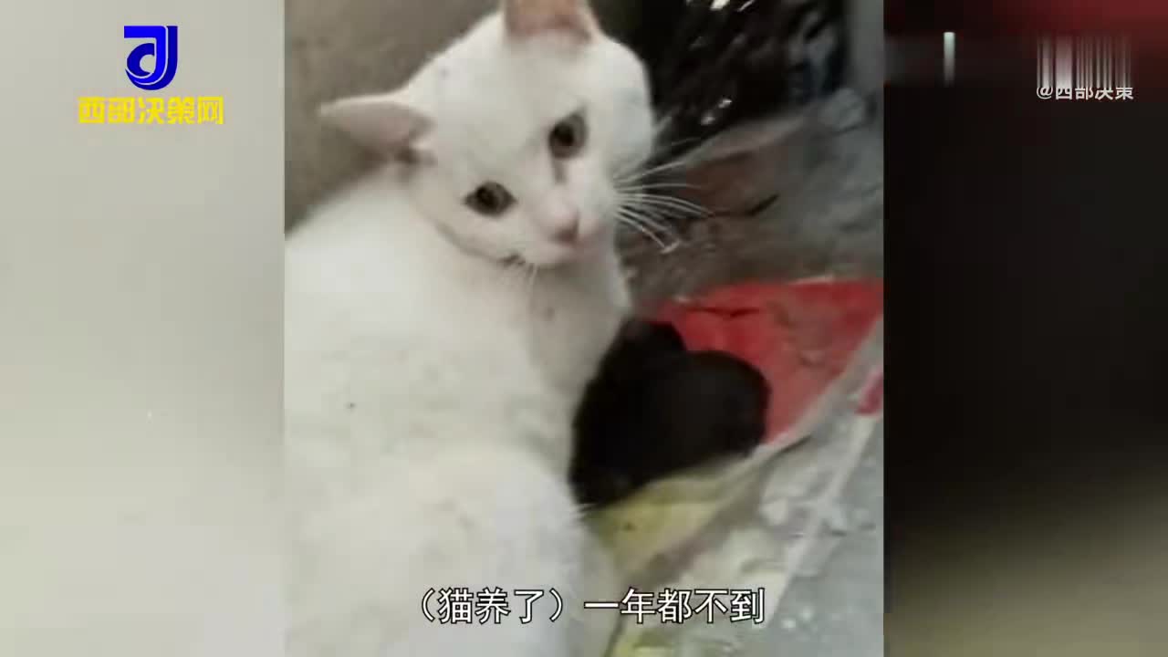 母猫把狗崽当孩子照料