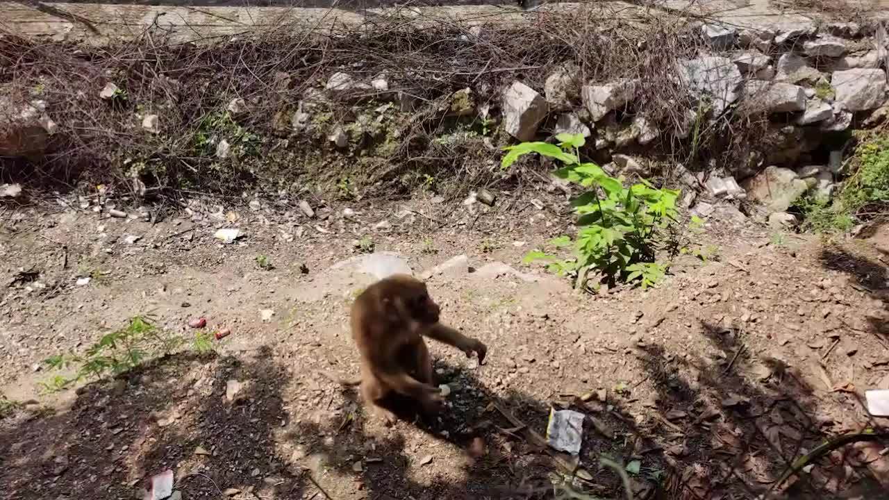 猕猴闯进村民家中偷吃狗粮