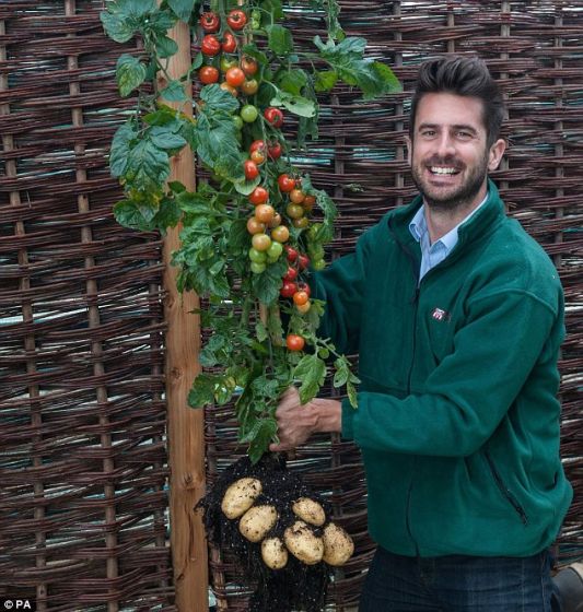 英国汤普森&摩根公司的员工迈克尔-佩里与一株TomTato。TomTato是番茄(tomato)和马铃薯(potato)的混血儿,由公司主管保罗-哈索德培育 英国汤普森&摩根公司的员工迈克尔-佩里与一株TomTato。TomTato是番茄(tomato)和马铃薯(potato)的混血儿,由公司主管保罗-哈索德培育