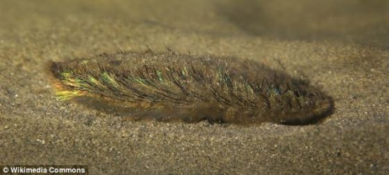 海毛虫常被看到隐藏在6600英尺(2011.68米)深的海床上的泥沙里 海毛虫常被看到隐藏在6600英尺(2011.68米)深的海床上的泥沙里