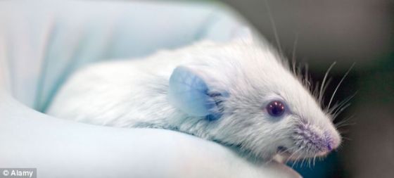 这些科学家用一个新的组织培养系统把细胞种植在类似牙齿的细小结构中,然后把这些结构植入老鼠颚骨。这些干细胞由尿产生。以前的研究显示,可将人体废物细胞转变成多能干细胞。 这些科学家用一个新的组织培养系统把细胞种植在类似牙齿的细小结构中,然后把这些结构植入老鼠颚骨。这些干细胞由尿产生。以前的研究显示,可将人体废物细胞转变成多能干细胞。
