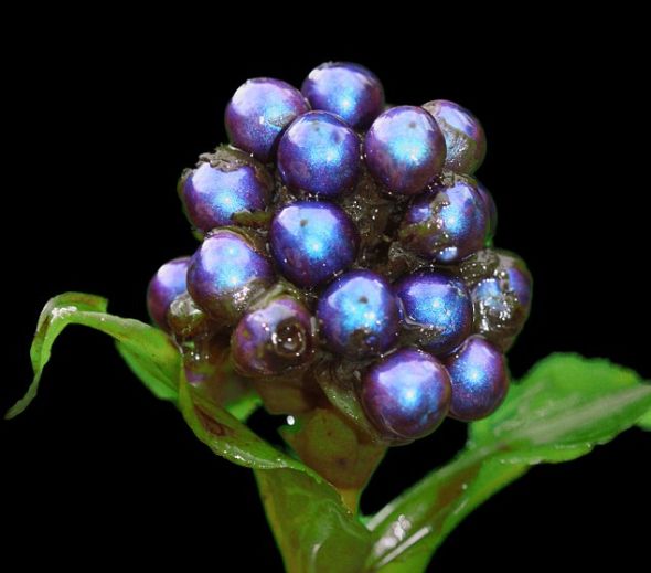 高1英尺6英寸(约合45厘米)的杜若属植物Pollia condensata的果实,是迄今为止发现的色彩最丰富的果实。这种植物分布在埃塞俄比亚、安哥拉和莫桑比克等非洲国家的雨林 高1英尺6英寸(约合45厘米)的杜若属植物Pollia condensata的果实,是迄今为止发现的色彩最丰富的果实。这种植物分布在埃塞俄比亚、安哥拉和莫桑比克等非洲国家的雨林