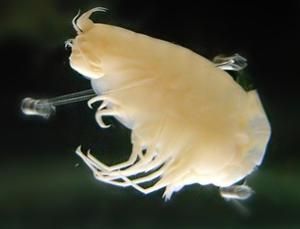 深海生物:短脚双眼钩虾。 深海生物:短脚双眼钩虾。