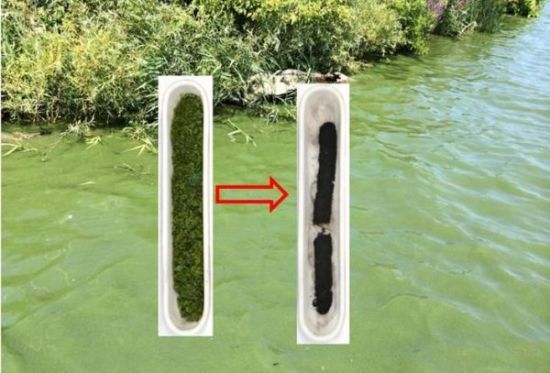 藻类变废为宝：钠离子电池的低成本电极材料