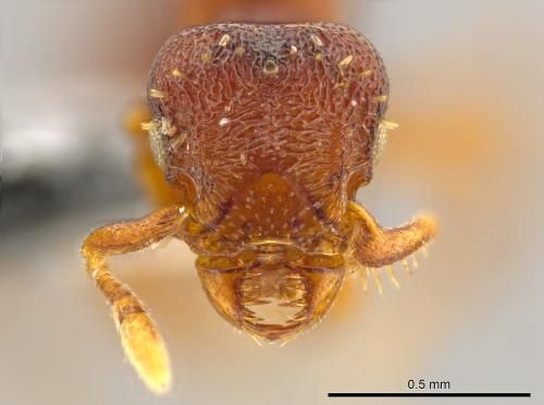 Octostruma convallis蚁后头部的近照,可以看到左右开合的颚部。 Octostruma convallis蚁后头部的近照,可以看到左右开合的颚部。